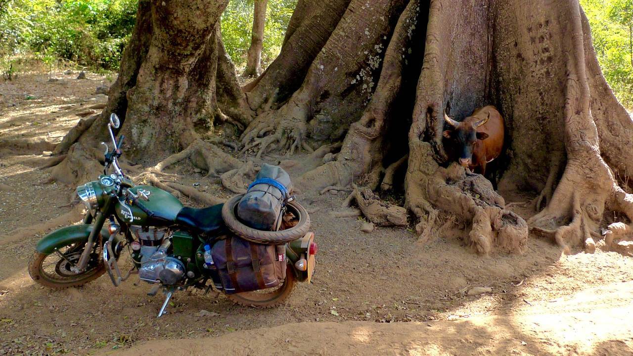 Cow in a tree... That's all...